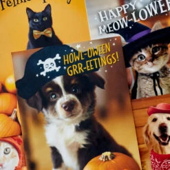 Hallmark Pet Puns Boxed Halloween Cards Assortment, Pack Of 48 -Hallmark Shop Pet Puns Boxed Halloween Cards Assortment 5ELT1013 03